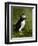 Puffin, Staffa, Off Isle of Mull, Scotland-David Wall-Framed Photographic Print