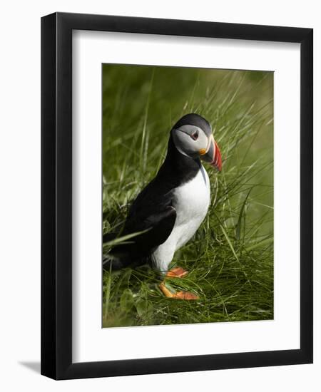 Puffin, Staffa, Off Isle of Mull, Scotland-David Wall-Framed Photographic Print