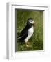 Puffin, Staffa, Off Isle of Mull, Scotland-David Wall-Framed Photographic Print