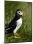 Puffin, Staffa, Off Isle of Mull, Scotland-David Wall-Mounted Photographic Print