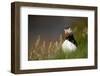 Puffin standing in grass, portrait, Shetland Islands, Scotland-Danny Green-Framed Photographic Print