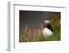 Puffin standing in grass, portrait, Shetland Islands, Scotland-Danny Green-Framed Photographic Print