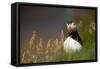 Puffin standing in grass, portrait, Shetland Islands, Scotland-Danny Green-Framed Stretched Canvas