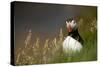 Puffin standing in grass, portrait, Shetland Islands, Scotland-Danny Green-Stretched Canvas