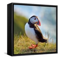Puffin Standing On Grassy Cliff-geanina bechea-Framed Stretched Canvas