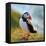 Puffin Standing On Grassy Cliff-geanina bechea-Framed Stretched Canvas