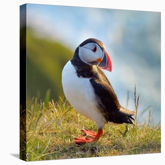 Puffin Standing On Grassy Cliff-geanina bechea-Stretched Canvas
