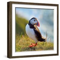 Puffin Standing On Grassy Cliff-geanina bechea-Framed Photographic Print