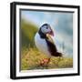 Puffin Standing On Grassy Cliff-geanina bechea-Framed Photographic Print