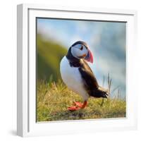 Puffin Standing On Grassy Cliff-geanina bechea-Framed Photographic Print