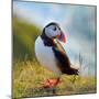 Puffin Standing On Grassy Cliff-geanina bechea-Mounted Photographic Print