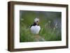 Puffin standing on rock, yawning, Runde, Norway-Bernard Castelein-Framed Photographic Print