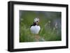 Puffin standing on rock, yawning, Runde, Norway-Bernard Castelein-Framed Photographic Print