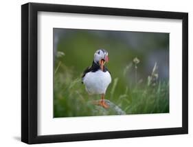 Puffin standing on rock, yawning, Runde, Norway-Bernard Castelein-Framed Photographic Print