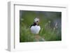 Puffin standing on rock, yawning, Runde, Norway-Bernard Castelein-Framed Photographic Print