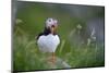 Puffin standing on rock, yawning, Runde, Norway-Bernard Castelein-Mounted Photographic Print