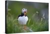 Puffin standing on rock, yawning, Runde, Norway-Bernard Castelein-Stretched Canvas