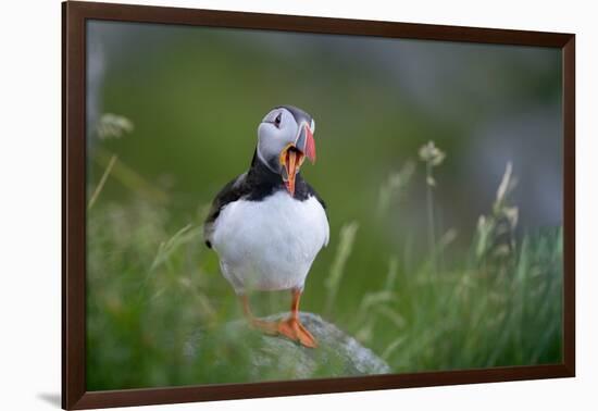 Puffin standing on rock, yawning, Runde, Norway-Bernard Castelein-Framed Photographic Print