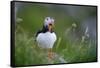 Puffin standing on rock, yawning, Runde, Norway-Bernard Castelein-Framed Stretched Canvas