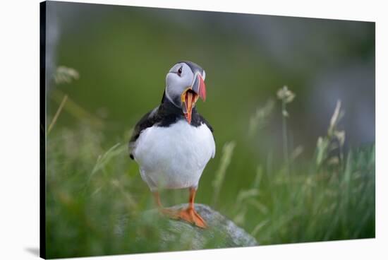 Puffin standing on rock, yawning, Runde, Norway-Bernard Castelein-Stretched Canvas