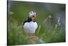 Puffin standing on rock, yawning, Runde, Norway-Bernard Castelein-Stretched Canvas