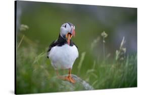 Puffin standing on rock, yawning, Runde, Norway-Bernard Castelein-Stretched Canvas