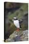 Puffin Stretching Wings in the Rain-null-Stretched Canvas