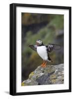 Puffin Stretching Wings in the Rain-null-Framed Photographic Print