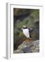 Puffin Stretching Wings in the Rain-null-Framed Photographic Print