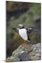 Puffin Stretching Wings in the Rain-null-Mounted Photographic Print