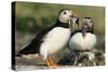 Puffin Two with Sandeels in Beak-null-Stretched Canvas