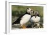 Puffin Two with Sandeels in Beak-null-Framed Photographic Print