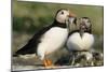 Puffin Two with Sandeels in Beak-null-Mounted Photographic Print