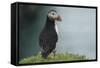 Puffin, Wales, United Kingdom, Europe-Andrew Daview-Framed Stretched Canvas