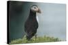 Puffin, Wales, United Kingdom, Europe-Andrew Daview-Stretched Canvas