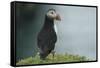 Puffin, Wales, United Kingdom, Europe-Andrew Daview-Framed Stretched Canvas