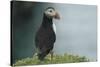 Puffin, Wales, United Kingdom, Europe-Andrew Daview-Stretched Canvas