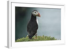 Puffin, Wales, United Kingdom, Europe-Andrew Daview-Framed Photographic Print