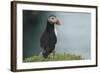 Puffin, Wales, United Kingdom, Europe-Andrew Daview-Framed Photographic Print