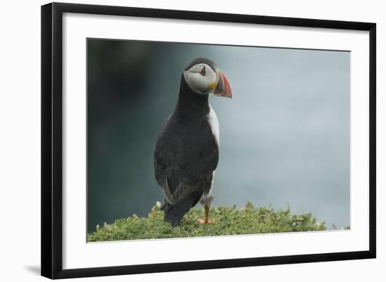 Puffin, Wales, United Kingdom, Europe-Andrew Daview-Framed Photographic Print