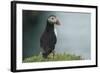 Puffin, Wales, United Kingdom, Europe-Andrew Daview-Framed Photographic Print