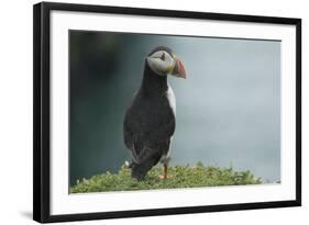 Puffin, Wales, United Kingdom, Europe-Andrew Daview-Framed Photographic Print