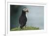 Puffin, Wales, United Kingdom, Europe-Andrew Daview-Framed Photographic Print