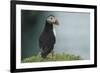 Puffin, Wales, United Kingdom, Europe-Andrew Daview-Framed Photographic Print