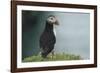 Puffin, Wales, United Kingdom, Europe-Andrew Daview-Framed Photographic Print