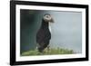 Puffin, Wales, United Kingdom, Europe-Andrew Daview-Framed Photographic Print