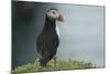 Puffin, Wales, United Kingdom, Europe-Andrew Daview-Mounted Photographic Print