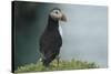 Puffin, Wales, United Kingdom, Europe-Andrew Daview-Stretched Canvas