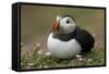 Puffin, Wales, United Kingdom, Europe-Andrew Daview-Framed Stretched Canvas