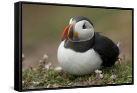 Puffin, Wales, United Kingdom, Europe-Andrew Daview-Framed Stretched Canvas